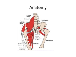 Anatomy
 