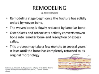 REMODELING
up to several years
• Remodeling stage begin once the fracture has solidly
united by woven bone.
• The woven bone is slowly replaced by lamellar bone
• Osteoblasts and osteoclasts activity converts woven
bone into lamellar bone and resorption of excess
callus.
• This process may take a few months to several years.
It lasts until the bone has completely returned to its
original morphology
Solomon, L., Warwick, D., Nayagam, S., & Apley, A. G. (2010). Apley's
system of orthopaedics and fractures (9th ed.). London: Hodder
Arnold.
 