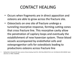 CONTACT HEALING
• Occurs when fragments are in direct apposition and
osteons are able to grow across the fracture site.
• Osteoclasts on one site of fracture undergo a
tunneling resorptive response, forming cutting cones
that cross fracture line. This resorptive cavity allow
the penetration of capilary loops and eventualy the
estabilishment of new haversian system. These blood
vessels accompanied by endothelial cells and
osteoprogenitor cells for osteoblasts leading to
productions osteons across fracture line
• Sathyendra V, Darowish M. Basic science of bone healing. Hand Clin. 2013 Nov;29(4):473-81. doi: 10.1016/j.hcl.2013.08.002. Epub
2013 Oct 15. PMID: 24209946.
 