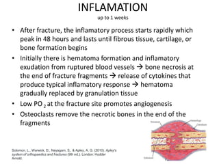 INFLAMATION
up to 1 weeks
• After fracture, the inflamatory process starts rapidly which
peak in 48 hours and lasts until fibrous tissue, cartilage, or
bone formation begins
• Initially there is hematoma formation and inflamatory
exudation from ruptured blood vessels  bone necrosis at
the end of fracture fragments  release of cytokines that
produce typical inflamatory response  hematoma
gradually replaced by granulation tissue
• Low PO 2 at the fracture site promotes angiogenesis
• Osteoclasts remove the necrotic bones in the end of the
fragments
Solomon, L., Warwick, D., Nayagam, S., & Apley, A. G. (2010). Apley's
system of orthopaedics and fractures (9th ed.). London: Hodder
Arnold.
 