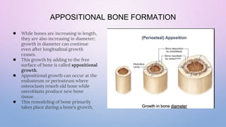 fracture healing.pptx hdjdcehbmjncksjdcf | PPTX