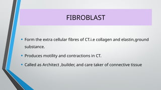 FIBROBLAST
• Form the extra cellular fibres of CT.i.e collagen and elastin,ground
substance.
• Produces motility and contractions in CT.
• Called as Architect ,builder, and care taker of connective tissue
 