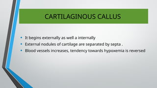 CARTILAGINOUS CALLUS
• It begins externally as well a internally
• External nodules of cartilage are separated by septa .
• Blood vessels increases, tendency towards hypoxemia is reversed
 