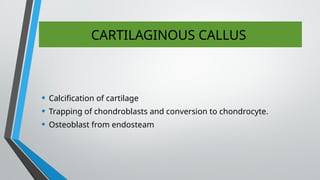 CARTILAGINOUS CALLUS
• Calcification of cartilage
• Trapping of chondroblasts and conversion to chondrocyte.
• Osteoblast from endosteam
 