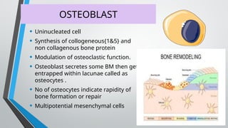 OSTEOBLAST
• Uninucleated cell
• Synthesis of collogeneous{1&5} and
non collagenous bone protein
• Modulation of osteoclastic function.
• Osteoblast secretes some BM then get
entrapped within lacunae called as
osteocytes .
• No of osteocytes indicate rapidity of
bone formation or repair
• Multipotential mesenchymal cells
 