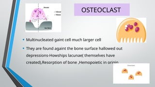 OSTEOCLAST
• Multinucleated gaint cell much larger cell
• They are found againt the bone surface hallowed out
depressions-Howships lacunae( themselves have
created),Resorption of bone ,Hemopoietic in origin.
 