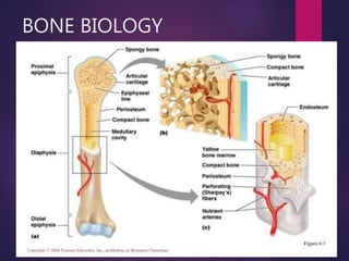 BONE BIOLOGY
 