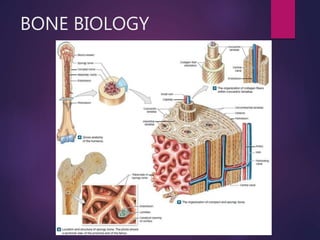 BONE BIOLOGY
 