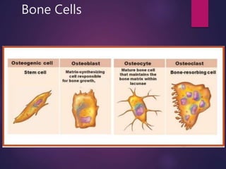 Bone Cells
 