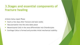 Initial Callus Formation Comprehensive Overview of Fracture Healing and Bone Biology | PPTX