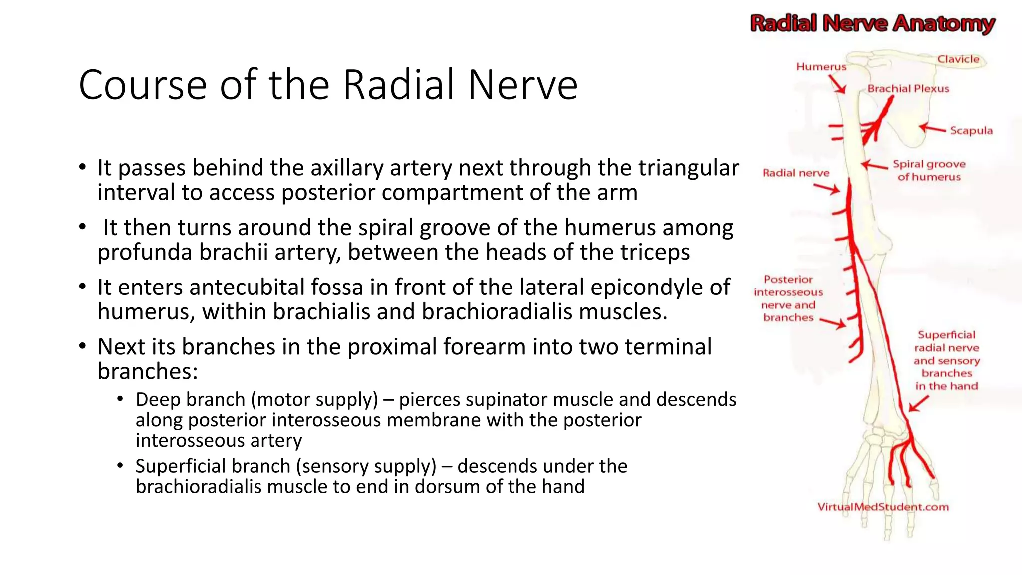 Fracture humerus with radial nerve injury | PPTX