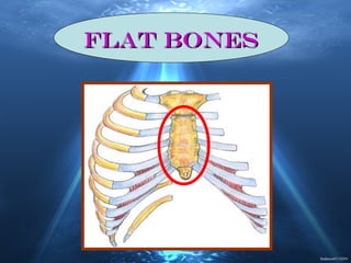 Flat bonesFlat bones
 