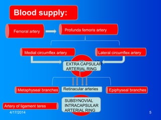 4/17/2014 5
Blood supply:
Femoral artery Profunda femoris artery
Lateral circumflex arteryMedial circumflex artery
EXTRACAPSULAR
ARTERIAL RING
EXTRA CAPSULAR
ARTERIAL RING
Retinacular arteries
SUBSYNOVIAL
INTRACAPSULAR
ARTERIAL RING
Epiphyseal branchesMetaphyseal branches
Artery of ligament teres
 
