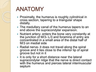 ANATOMY
 Proximally, the humerus is roughly cylindrical in
cross section, tapering to a triangular shape
distally.
 The medullary canal of the humerus tapers to an
end above the supracondylar expansion.
 Nutrient artery- enters the bone very constantly at
the junction of M/3- L/3 and foramina of entry are
concentrated in a small area of the distal half of
M/3 on medial side
 Radial nerve- it does not travel along the spiral
groove and it lies close to the inferior lip of spiral
groove but not in it
 It is only for a short distance near the lateral
supracondylar ridge that the nerve is direct contact
with the humerus and pierces lateral intermuscular
septum
 