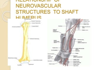 RELATIONSHIP OF
NEUROVASCULAR
STRUCTURES TO SHAFT
HUMERUS
 