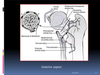 Anterior aspect
11
10/16/2012
 