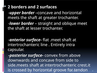  2 borders and 2 surfaces
-upper border –concave and horizontal
meets the shaft at greater trochanter.
-lower border – straight and oblique meet
the shaft at lesser trochanter.
-anterior surface- flat .meet shaft at
intertrochanteric line . Entirely intra
capsular.
-posterior surface- convex from above
downwards and concave from side to
side.meets shaft at intertrochanteric crest.it
is crossed by horizontal groove for tendon 6
10/16/2012
 