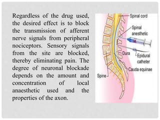Regardless of the drug used,
the desired effect is to block
the transmission of afferent
nerve signals from peripheral
nociceptors. Sensory signals
from the site are blocked,
thereby eliminating pain. The
degree of neuronal blockade
depends on the amount and
concentration of local
anaesthetic used and the
properties of the axon.
 
