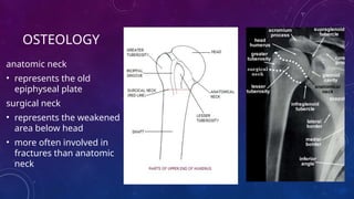 FRACTURE OF PROXIMAL HUMERUS- Etiopathogenesis , clinical features and ...