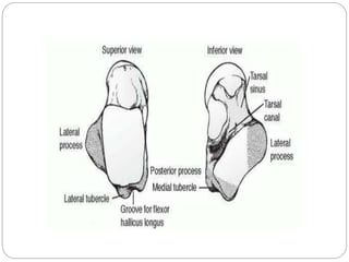 Talus Slides FRACTURE OF TALUS.pptx. ..... | PPTX