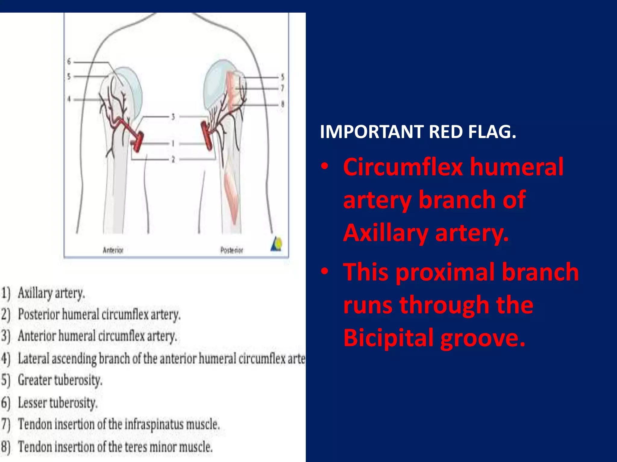 IMPORTANT RED FLAG.
• Circumflex humeral
artery branch of
Axillary artery.
• This proximal branch
runs through the
Bicipital groove.
 