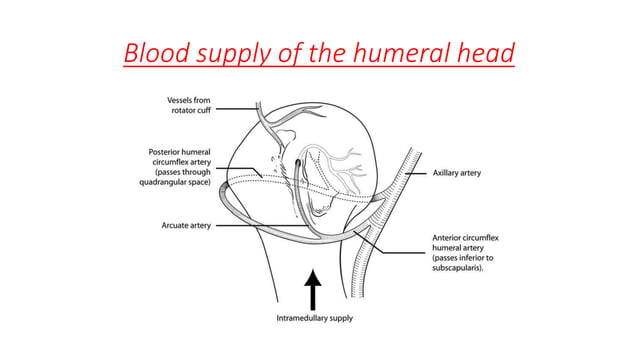 Fracture proximal humerus | PPTX