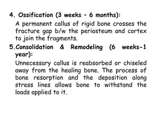 4. Ossification (3 weeks – 6 months):
A permanent callus of rigid bone crosses the
fracture gap b/w the periosteum and cortex
to join the fragments.
5.Consolidation & Remodeling (6 weeks-1
year):
Unnecessary callus is reabsorbed or chiseled
away from the healing bone. The process of
bone resorption and the deposition along
stress lines allows bone to withstand the
loads applied to it.
 