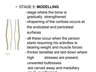 • STAGE 5: MODELLING
- stage where the bone is
gradually strengthened
- shapening of the cortices occurs at
the endosteal and periosteal
surfaces
- all these occur when the person
starts resuming his activities ie
bearing weight and muscle forces
- thicker lamellae are laid down where
high stresses are present,
unwanted buttresses
are carved away and medullary
 