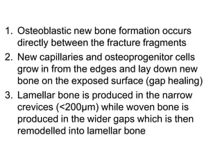 1. Osteoblastic new bone formation occurs
directly between the fracture fragments
2. New capillaries and osteoprogenitor cells
grow in from the edges and lay down new
bone on the exposed surface (gap healing)
3. Lamellar bone is produced in the narrow
crevices (<200μm) while woven bone is
produced in the wider gaps which is then
remodelled into lamellar bone
 