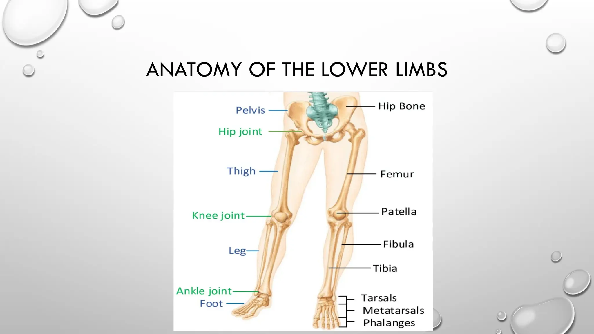 FRACTURES and of THE LOWER LIMBS.pptx