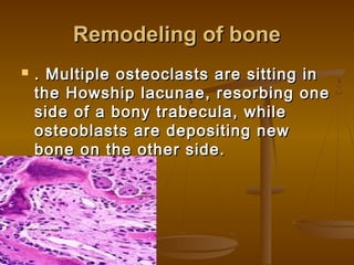 Remodeling of boneRemodeling of bone
 . Multiple osteoclasts are sitting in. Multiple osteoclasts are sitting in
the Howship lacunae, resorbing onethe Howship lacunae, resorbing one
side of a bony trabecula, whileside of a bony trabecula, while
osteoblasts are depositing newosteoblasts are depositing new
bone on the other side.bone on the other side.
 