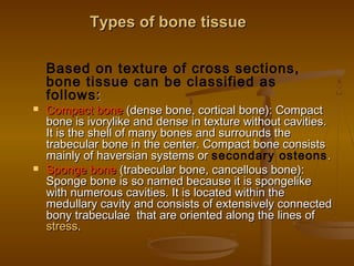 Types of bone tissueTypes of bone tissue
Based on texture of cross sections,
bone tissue can be classified as
follows::
 Compact boneCompact bone (dense bone, cortical bone): Compact(dense bone, cortical bone): Compact
bone is ivorylike and dense in texture without cavities.bone is ivorylike and dense in texture without cavities.
It is the shell of many bones and surrounds theIt is the shell of many bones and surrounds the
trabecular bone in the center. Compact bone consiststrabecular bone in the center. Compact bone consists
mainly of haversian systems ormainly of haversian systems or secondary osteons..
 Sponge boneSponge bone (trabecular bone, cancellous bone):(trabecular bone, cancellous bone):
Sponge bone is so named because it is spongelikeSponge bone is so named because it is spongelike
with numerous cavities. It is located within thewith numerous cavities. It is located within the
medullary cavity and consists of extensively connectedmedullary cavity and consists of extensively connected
bony trabeculae that are oriented along the lines ofbony trabeculae that are oriented along the lines of
stressstress..
 