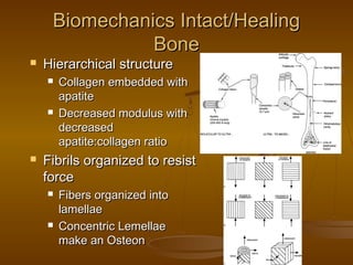 Biomechanics Intact/HealingBiomechanics Intact/Healing
BoneBone
 Hierarchical structureHierarchical structure
 Collagen embedded withCollagen embedded with
apatiteapatite
 Decreased modulus withDecreased modulus with
decreaseddecreased
apatite:collagen ratioapatite:collagen ratio
 Fibrils organized to resistFibrils organized to resist
forceforce
 Fibers organized intoFibers organized into
lamellaelamellae
 Concentric LemellaeConcentric Lemellae
make an Osteonmake an Osteon
 