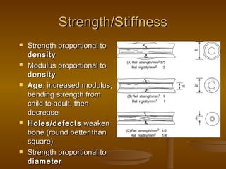 Strength/StiffnessStrength/Stiffness
 Strength proportional toStrength proportional to
densitydensity
 Modulus proportional toModulus proportional to
densitydensity
 AgeAge: increased modulus,: increased modulus,
bending strength frombending strength from
child to adult, thenchild to adult, then
decreasedecrease
 Holes/defectsHoles/defects weakenweaken
bone (round better thanbone (round better than
square)square)
 Strength proportional toStrength proportional to
diameterdiameter
 