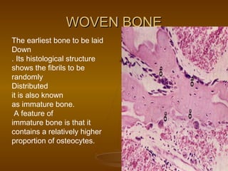 WOVEN BONEWOVEN BONE
The earliest bone to be laid
Down
. Its histological structure
shows the fibrils to be
randomly
Distributed
it is also known
as immature bone.
A feature of
immature bone is that it
contains a relatively higher
proportion of osteocytes.
 