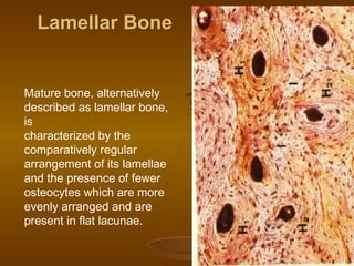 Lamellar Bone
Mature bone, alternatively
described as lamellar bone,
is
characterized by the
comparatively regular
arrangement of its lamellae
and the presence of fewer
osteocytes which are more
evenly arranged and are
present in flat lacunae.
 