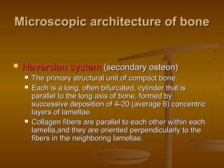 Microscopic architecture of boneMicroscopic architecture of bone
 Haversian systemHaversian system (secondary osteon)(secondary osteon)
 The primary structural unit of compact bone.The primary structural unit of compact bone.
 Each is a long, often bifurcated, cylinder that isEach is a long, often bifurcated, cylinder that is
parallel to the long axis of bone, formed byparallel to the long axis of bone, formed by
successive deposition of 4-20 (average 6) concentricsuccessive deposition of 4-20 (average 6) concentric
layers of lamellae.layers of lamellae.
 Collagen fibers are parallel to each other within eachCollagen fibers are parallel to each other within each
lamella,and they are oriented perpendicularly to thelamella,and they are oriented perpendicularly to the
fibers in the neighboring lamellae.fibers in the neighboring lamellae.
 