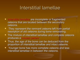 Interstitial lamellaeInterstitial lamellae
 Interstitial lamellaeInterstitial lamellae are incomplete or fragmentedare incomplete or fragmented
osteons that are located between the secondaryosteons that are located between the secondary
osteons.osteons.
 They represent the remnant osteons left from partialThey represent the remnant osteons left from partial
resorption of old osteons during bone remodeling.resorption of old osteons during bone remodeling.
 The mixture of interstitial lamellae and complete osteonsThe mixture of interstitial lamellae and complete osteons
produces aproduces a mosaic patternmosaic pattern..
 Thus, the age of the bone can be deduced from theThus, the age of the bone can be deduced from the
proportion of interstitial lamellae and intact osteons.proportion of interstitial lamellae and intact osteons.
 Younger bone has more complete osteons and lessYounger bone has more complete osteons and less
interstitial lamellae in between the osteons.interstitial lamellae in between the osteons.
 