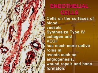 ENDOTHELIALENDOTHELIAL
CELLSCELLS
Cells on the surfaces of
blood
vessels
Synthesize Type IV
collagen and
VEGF
has much more active
roles in
events such as
angiogenesis,
wound repair and bone
formaton.
 