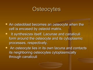 OsteocytesOsteocytes
 An osteoblast becomes an osteocyte when theAn osteoblast becomes an osteocyte when the
cell is encased by osteoid matrix.cell is encased by osteoid matrix.
   It synthesizes itself. Lacunae and canaliculiIt synthesizes itself. Lacunae and canaliculi
form around the osteocyte and its cytoplasmicform around the osteocyte and its cytoplasmic
processes, respectively.processes, respectively.
 An osteocyte lies in its own lacuna and contactsAn osteocyte lies in its own lacuna and contacts
its neighboring osteocytes cytoplasmicallyits neighboring osteocytes cytoplasmically
through canaliculithrough canaliculi
 