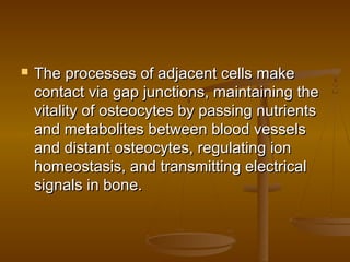  The processes of adjacent cells makeThe processes of adjacent cells make
contact via gap junctions, maintaining thecontact via gap junctions, maintaining the
vitality of osteocytes by passing nutrientsvitality of osteocytes by passing nutrients
and metabolites between blood vesselsand metabolites between blood vessels
and distant osteocytes, regulating ionand distant osteocytes, regulating ion
homeostasis, and transmitting electricalhomeostasis, and transmitting electrical
signals in bone.signals in bone.
 