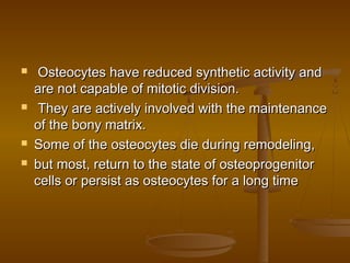  Osteocytes have reduced synthetic activity andOsteocytes have reduced synthetic activity and
are not capable of mitotic division.are not capable of mitotic division.
 They are actively involved with the maintenanceThey are actively involved with the maintenance
of the bony matrix.of the bony matrix.
 Some of the osteocytes die during remodeling,Some of the osteocytes die during remodeling,
 but most, return to the state of osteoprogenitorbut most, return to the state of osteoprogenitor
cells or persist as osteocytes for a long timecells or persist as osteocytes for a long time
 