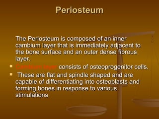 PeriosteumPeriosteum
The Periosteum is composed of an innerThe Periosteum is composed of an inner
cambium layer that is immediately adjacent tocambium layer that is immediately adjacent to
the bone surface and an outer dense fibrousthe bone surface and an outer dense fibrous
layer.layer.
 Cambium layer consists of osteoprogenitor cells.consists of osteoprogenitor cells.
 These are flat and spindle shaped and areThese are flat and spindle shaped and are
capable of differentiating into osteoblasts andcapable of differentiating into osteoblasts and
forming bones in response to variousforming bones in response to various
stimulationsstimulations
 
