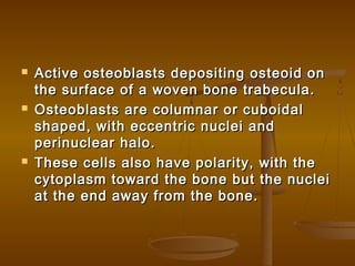  Active osteoblasts depositing osteoid onActive osteoblasts depositing osteoid on
the surface of a woven bone trabecula.the surface of a woven bone trabecula.
 Osteoblasts are columnar or cuboidalOsteoblasts are columnar or cuboidal
shaped, with eccentric nuclei andshaped, with eccentric nuclei and
perinuclear halo.perinuclear halo.
 These cells also have polarity, with theThese cells also have polarity, with the
cytoplasm toward the bone but the nucleicytoplasm toward the bone but the nuclei
at the end away from the bone.at the end away from the bone.
 
