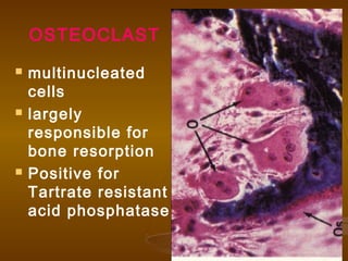  multinucleated
cells
 largely
responsible for
bone resorption
 Positive for
Tartrate resistant
acid phosphatase
OSTEOCLAST
 