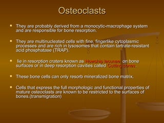 OsteoclastsOsteoclasts
 They are probably derived from a monocytic-macrophage systemThey are probably derived from a monocytic-macrophage system
and are responsible for bone resorption.and are responsible for bone resorption.
 They are multinucleated cells with fine, fingerlike cytoplasmicThey are multinucleated cells with fine, fingerlike cytoplasmic
processes and are rich in lysosomes that contain tartrate-resistantprocesses and are rich in lysosomes that contain tartrate-resistant
acid phosphatase (TRAP).acid phosphatase (TRAP).
 lie in resorption craters known aslie in resorption craters known as Howship lacunaeHowship lacunae on boneon bone
surfaces or in deep resorption cavities calledsurfaces or in deep resorption cavities called Cutting conesCutting cones..
 These bone cells can only resorb mineralized bone matrix.These bone cells can only resorb mineralized bone matrix.
 Cells that express the full morphologic and functional properties ofCells that express the full morphologic and functional properties of
mature osteoclasts are known to be restricted to the surfaces ofmature osteoclasts are known to be restricted to the surfaces of
bones.(transmigration)bones.(transmigration)
 