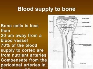 Blood supply to bone
Bone cells is less
than
20 um away from a
blood vessel
70% of the blood
supply to cortex are
from nutrient arteries
Compensate from the
periosteal arteries in
 