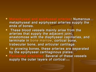  Metaphyseal and epiphyseal arteries : Numerous: Numerous
metaphyseal and epiphyseal arteries supply themetaphyseal and epiphyseal arteries supply the
ends of bones.ends of bones.
 These blood vessels mainly arise from theThese blood vessels mainly arise from the
arteries that supply the adjacent joint,arteries that supply the adjacent joint,
anastomose with the diaphyseal capillaries, andanastomose with the diaphyseal capillaries, and
terminate interminate in bone marrowbone marrow, cortical bone,, cortical bone,
trabecular bone, and articular cartilage.trabecular bone, and articular cartilage.
 In growing bones, these arteries are separatedIn growing bones, these arteries are separated
by the epiphyseal cartilaginous plates.by the epiphyseal cartilaginous plates.
 Periosteal arterioles : Several of these vessels: Several of these vessels
supply the outer layers of corticalsupply the outer layers of cortical bonebone
 