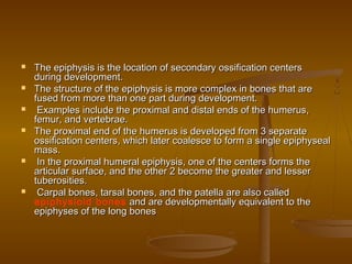  The epiphysis is the location of secondary ossification centersThe epiphysis is the location of secondary ossification centers
during development.during development.
 The structure of the epiphysis is more complex in bones that areThe structure of the epiphysis is more complex in bones that are
fused from more than one part during development.fused from more than one part during development.
 Examples include the proximal and distal ends of the humerus,Examples include the proximal and distal ends of the humerus,
femur, and vertebrae.femur, and vertebrae.
 The proximal end of the humerus is developed from 3 separateThe proximal end of the humerus is developed from 3 separate
ossification centers, which later coalesce to form a single epiphysealossification centers, which later coalesce to form a single epiphyseal
mass.mass.
 In the proximal humeral epiphysis, one of the centers forms theIn the proximal humeral epiphysis, one of the centers forms the
articular surface, and the other 2 become the greater and lesserarticular surface, and the other 2 become the greater and lesser
tuberosities.tuberosities.
 Carpal bones, tarsal bones, and the patella are also calledCarpal bones, tarsal bones, and the patella are also called
epiphysioid bones and are developmentally equivalent to theand are developmentally equivalent to the
epiphyses of the long bonesepiphyses of the long bones
 