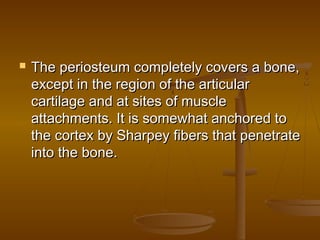  The periosteum completely covers a bone,The periosteum completely covers a bone,
except in the region of the articularexcept in the region of the articular
cartilage and at sites of musclecartilage and at sites of muscle
attachments. It is somewhat anchored toattachments. It is somewhat anchored to
the cortex by Sharpey fibers that penetratethe cortex by Sharpey fibers that penetrate
into the bone.into the bone.
 